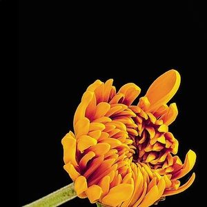 Meet your Posher, Niki